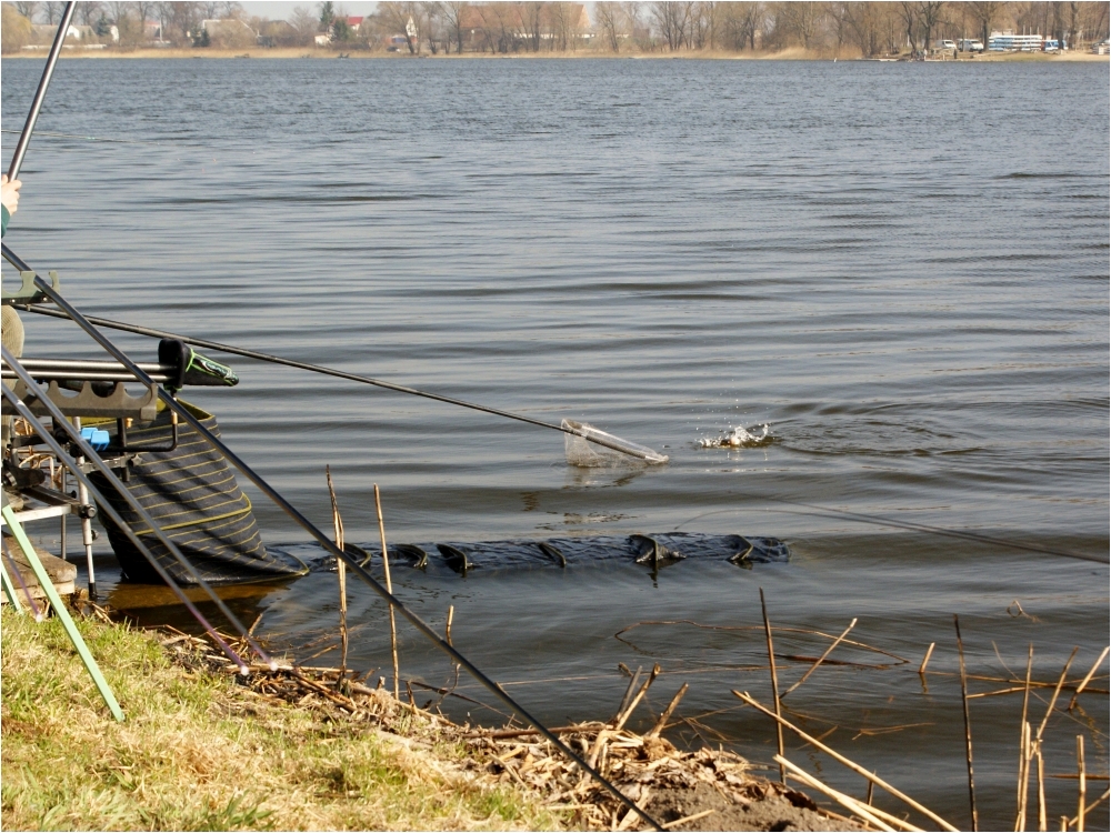 Puchar Leszcza 2012. Jezioro Rogozińskie.
