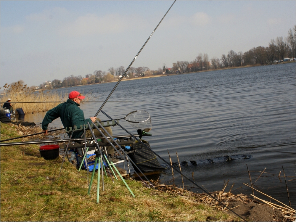Puchar Leszcza 2012. Artur Koźlarek holuje leszcza.